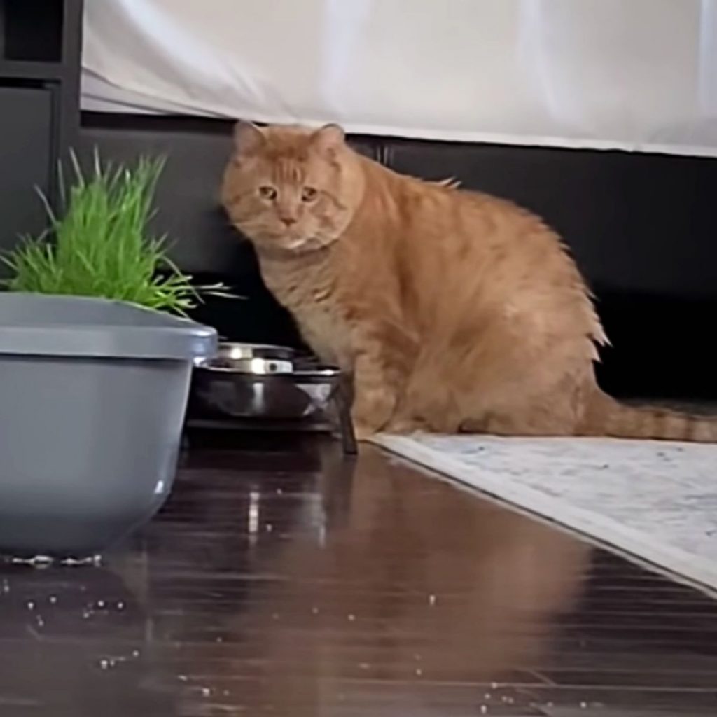 portrait of a yellow cat sitting next to bowls of food