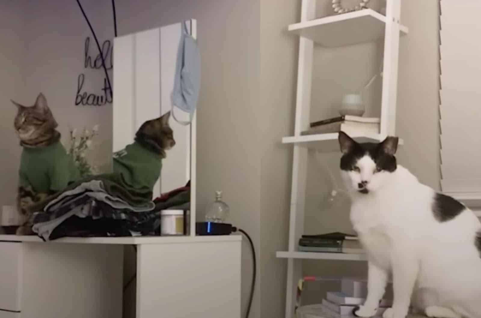 portrait of cats sitting on tables