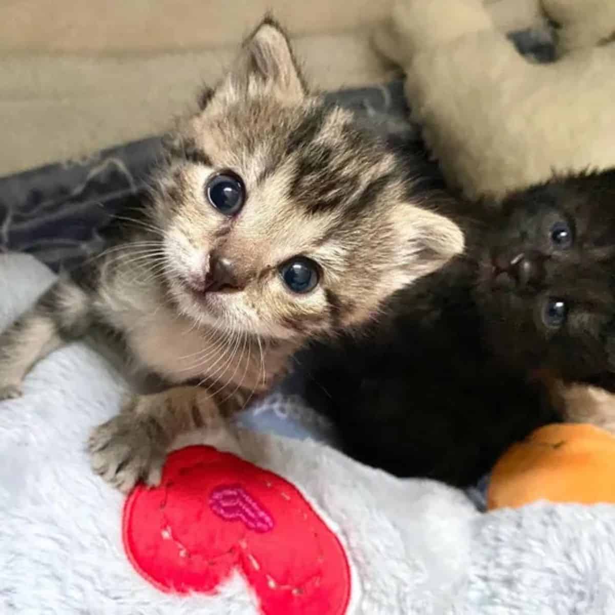 portrait of two cute kittens looking at the camera