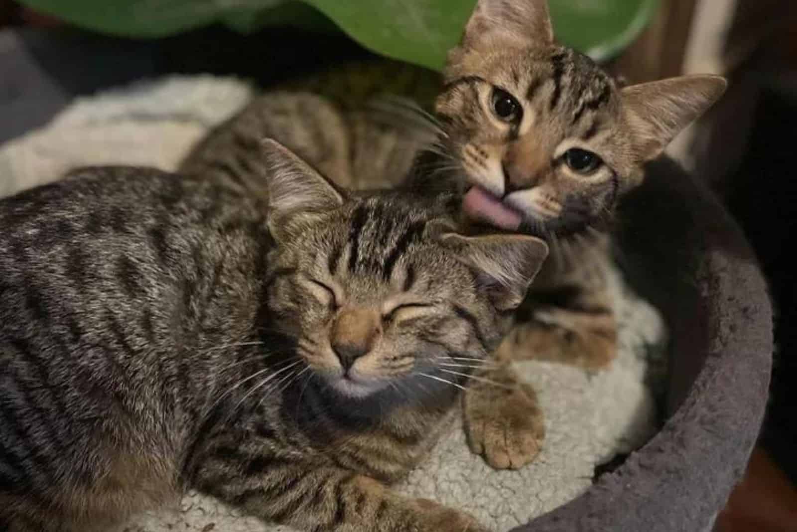 portrait of two kittens lying on their pillow