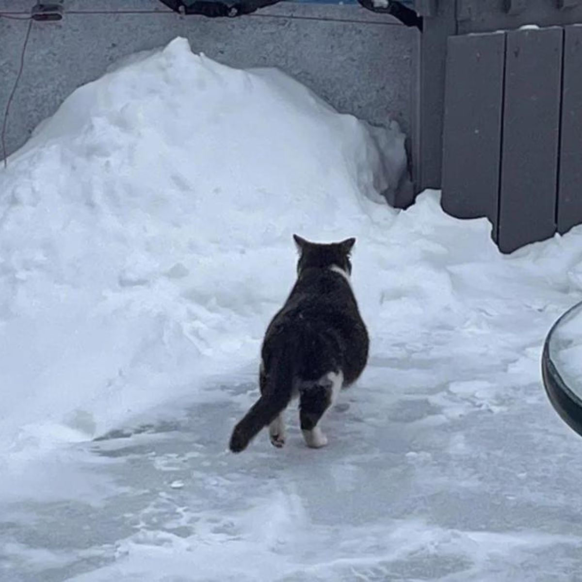 pregnant black cat