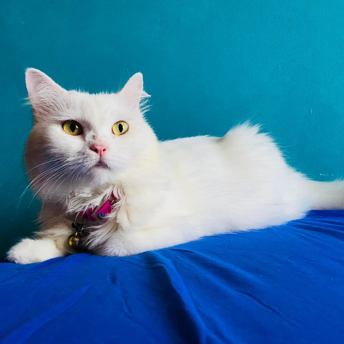 pretty cat on blue blanket