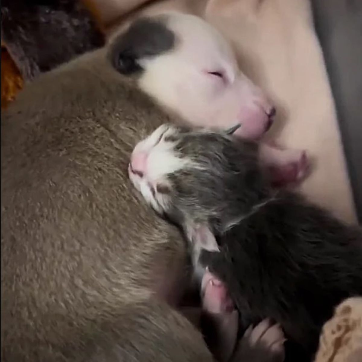 puppy and kitten sleeping