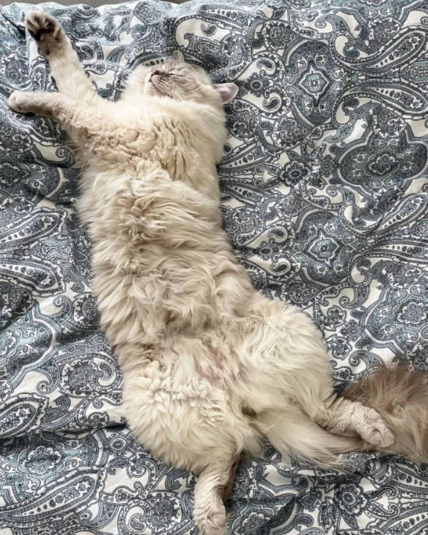 ragdoll cat laying on the bed