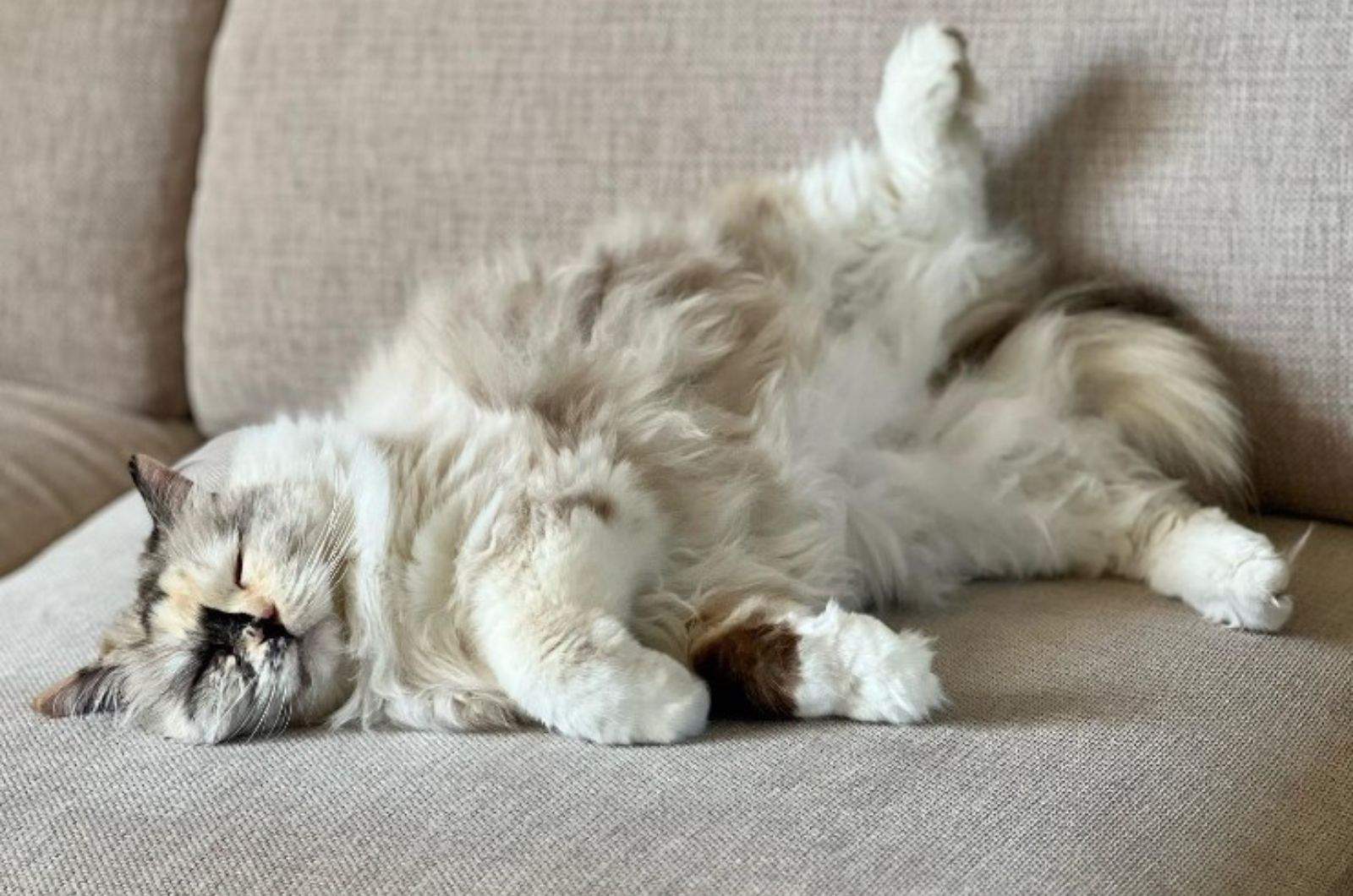 ragdoll cat sleeping on a couch