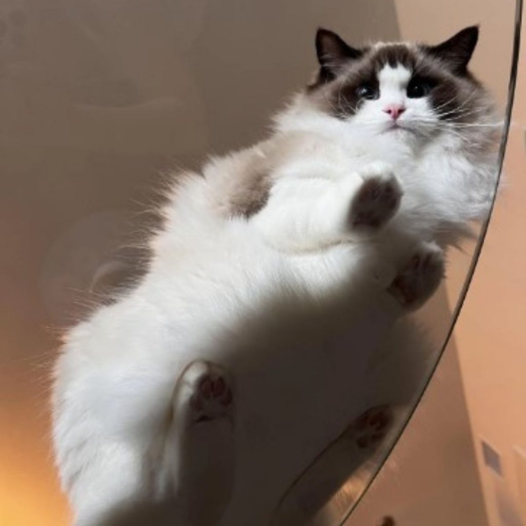 ragdoll kitty on glass