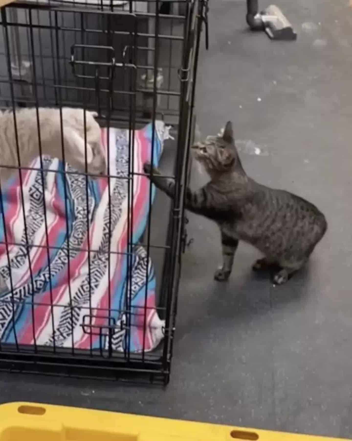 rescue cat petting an animal