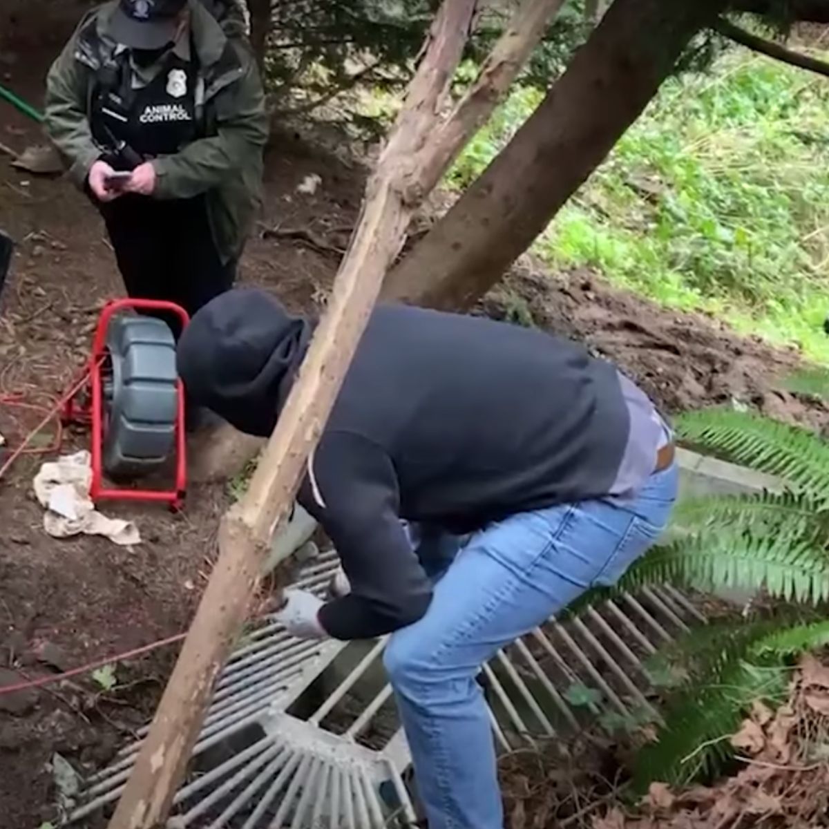 rescue team helping the cat