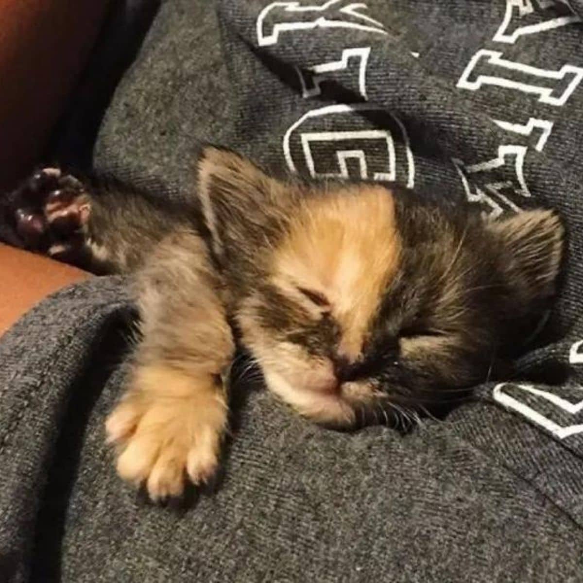 rescued kitten sleeping