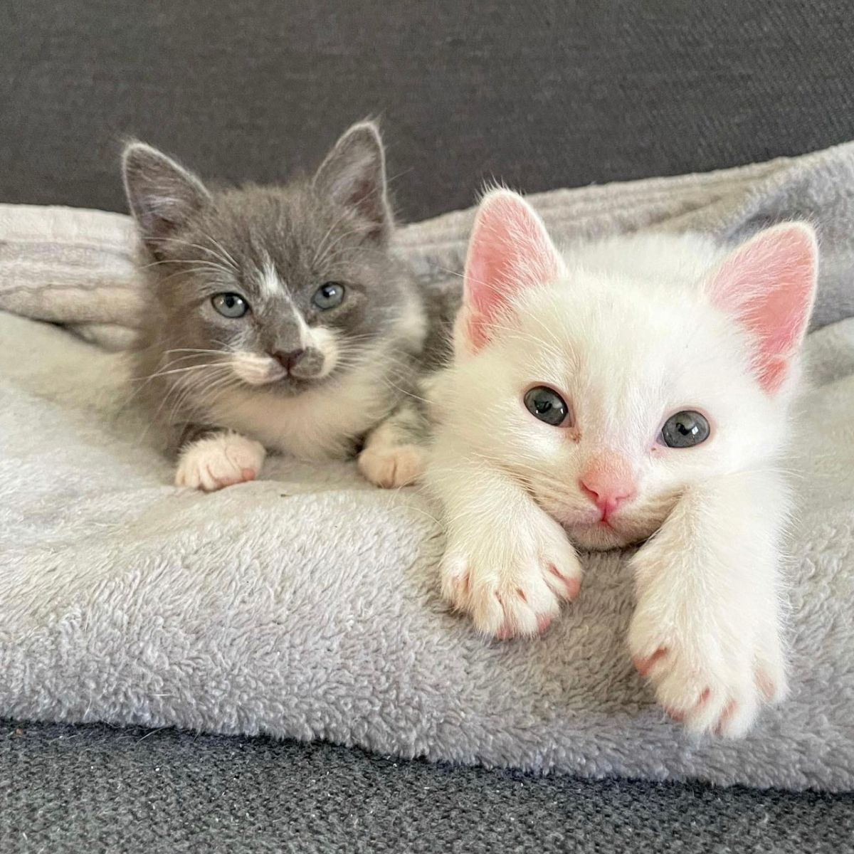 rescued kittens