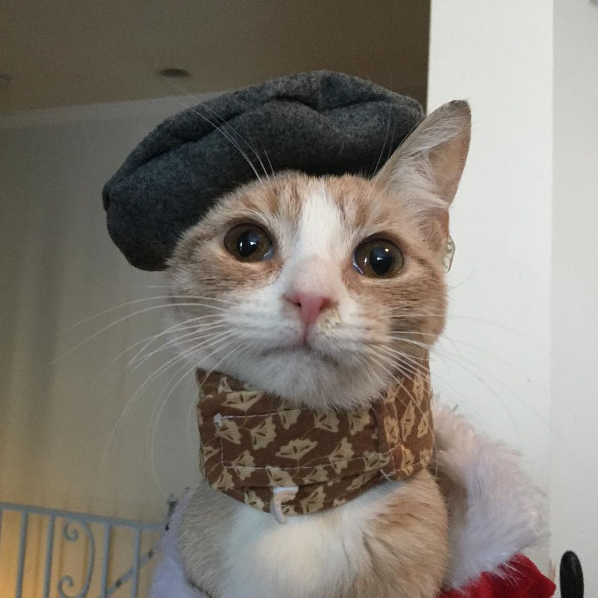 rescued orange kitten with a hat