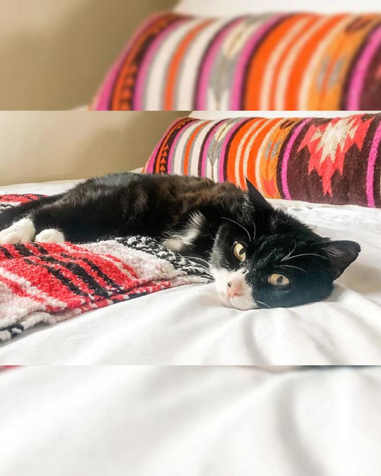 rexie the cat lying on bed