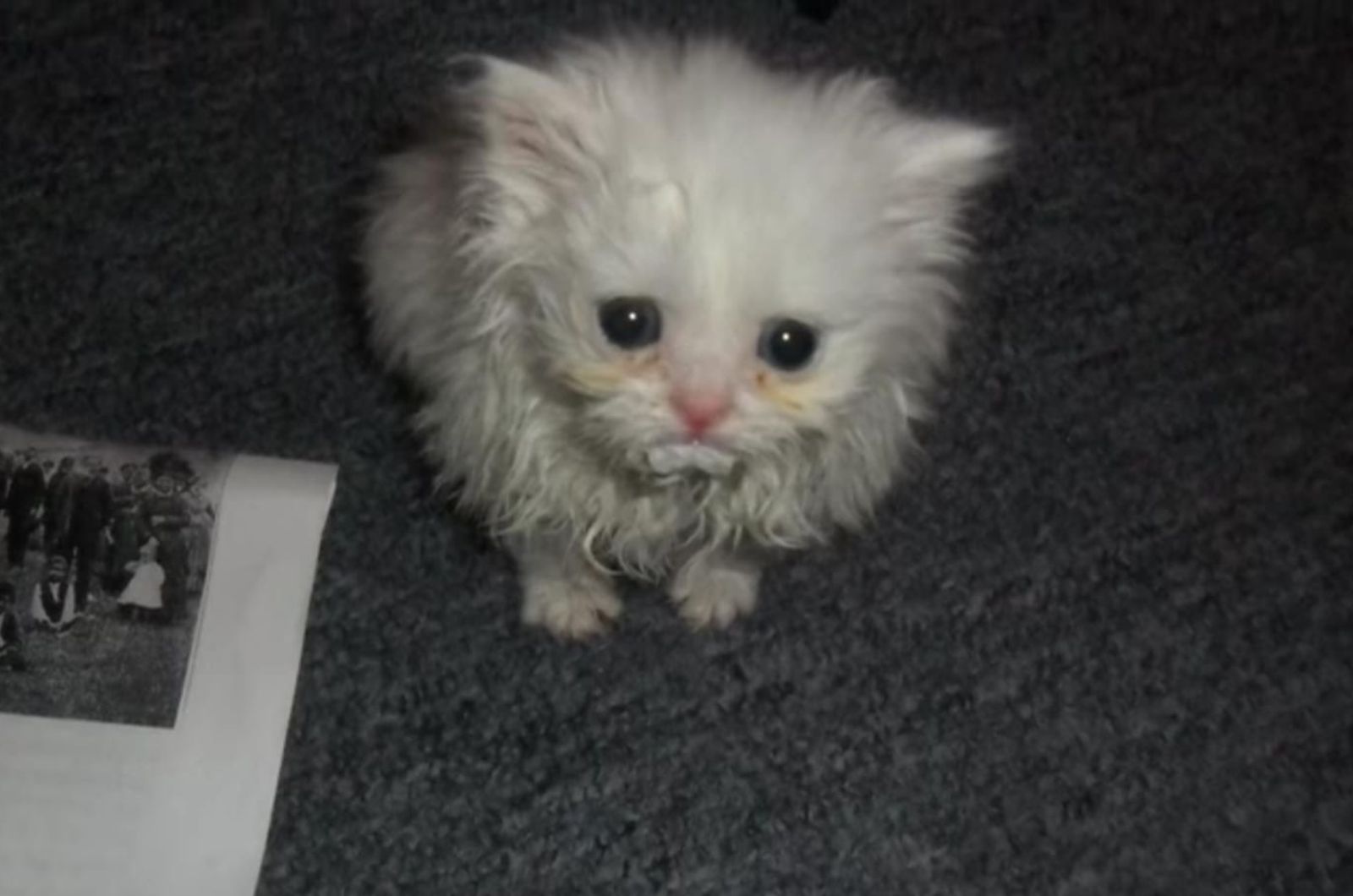 sad kitten sitting with picture