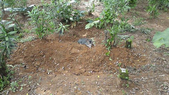 sad photo of cat mourning on owner's grave