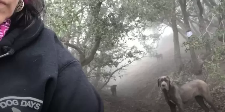 Woman Climbs Mountain Every Day to Earn Trust of Large Dogs for Rescue