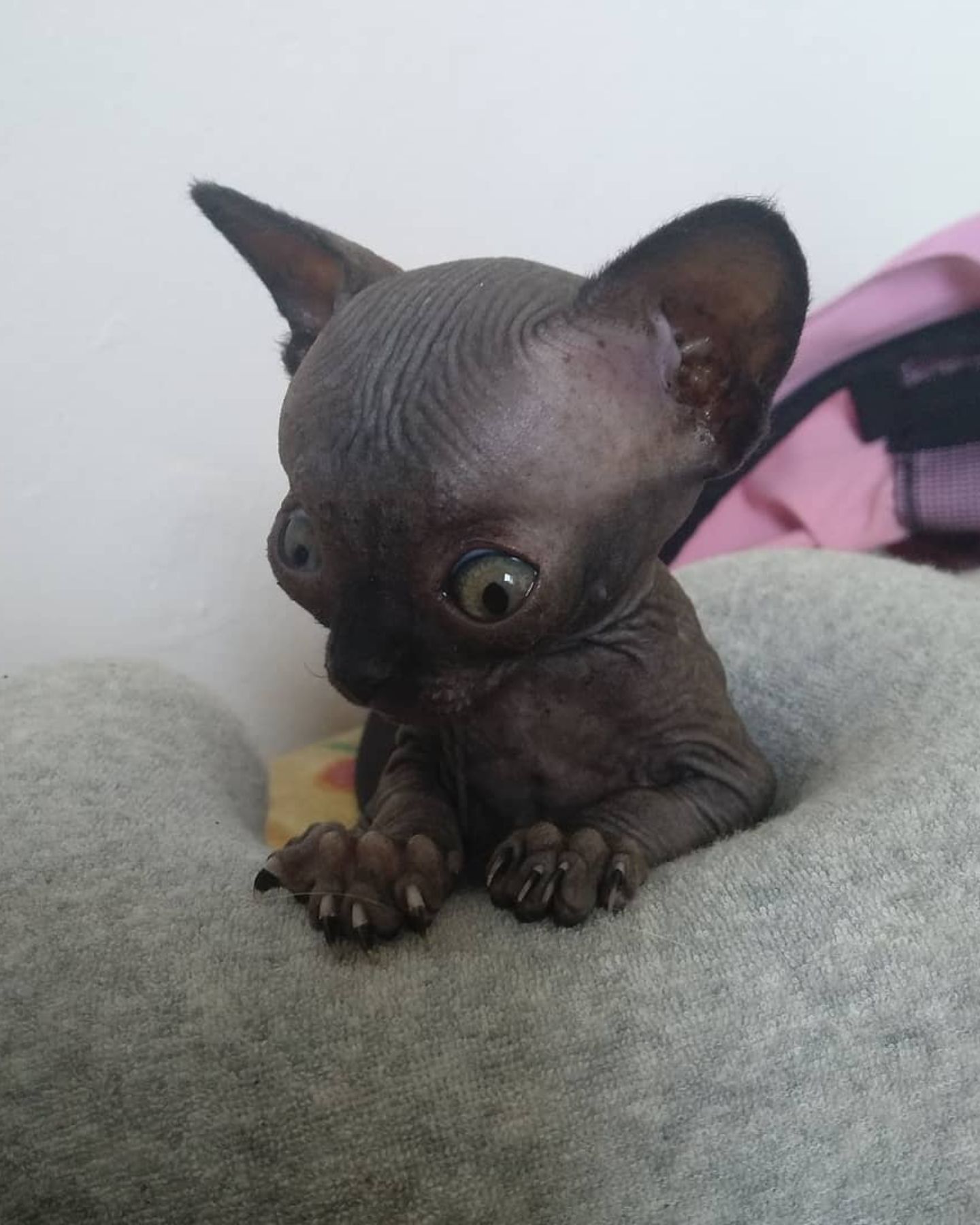 scary sphynx cat