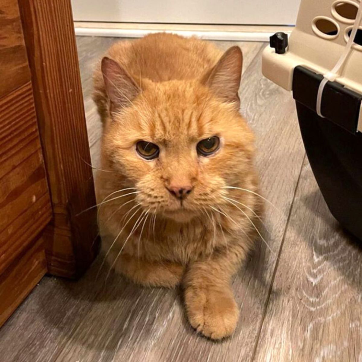 senior ginger cat on the floor