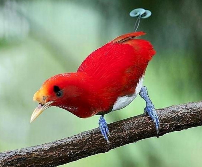 With its bright colors, the Kingbird of Paradise is a living gem.