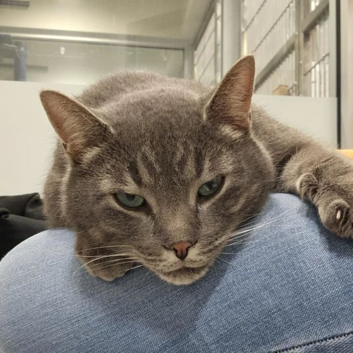 shelter cat lying