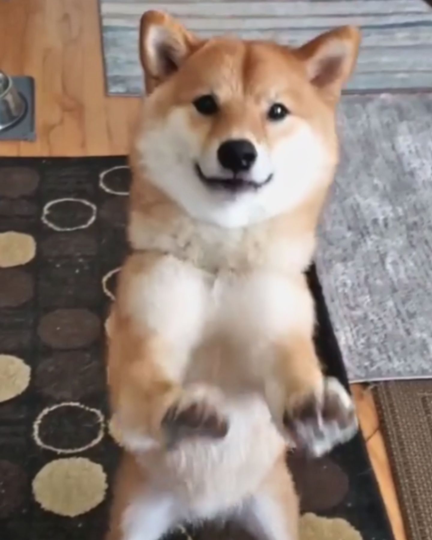 shiba inu dog