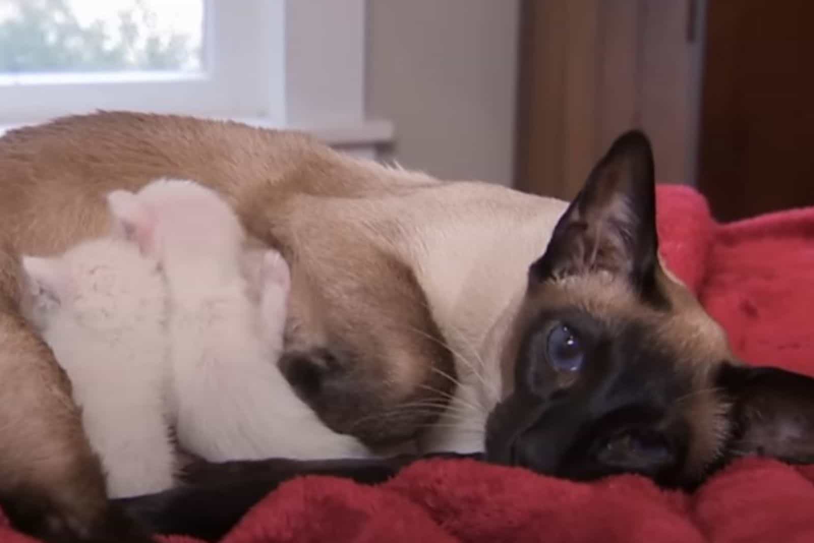 siamese cat feeding kittens