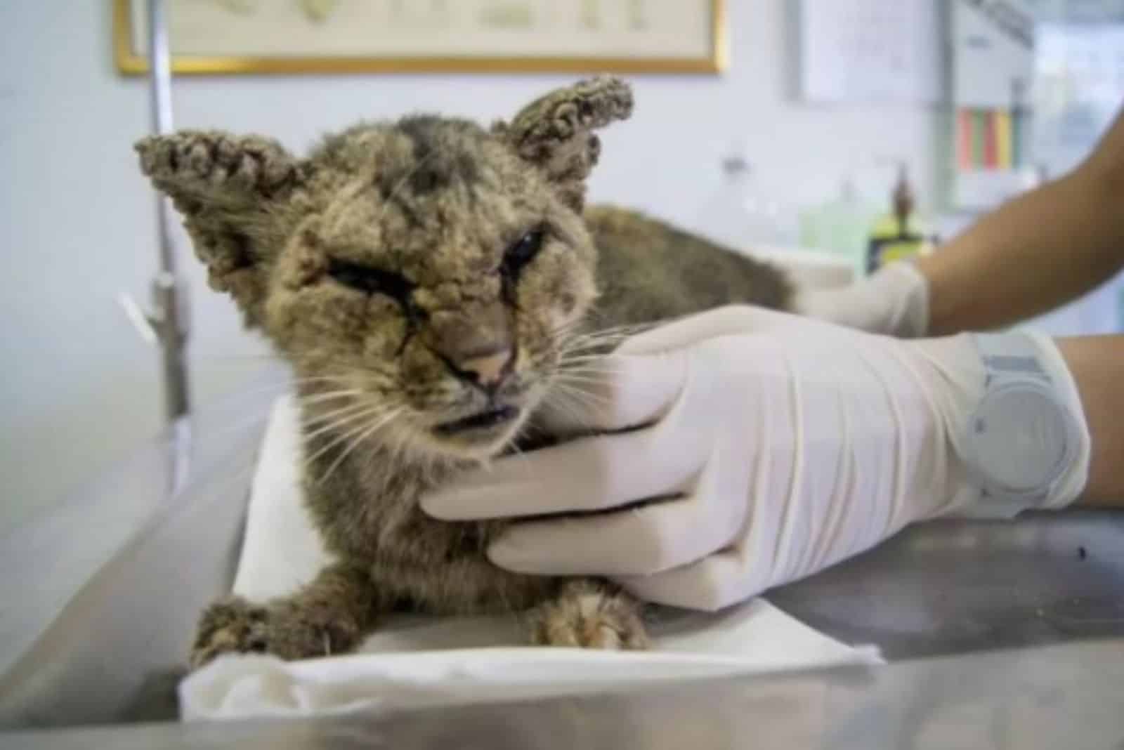 sick and depressed cat on the table