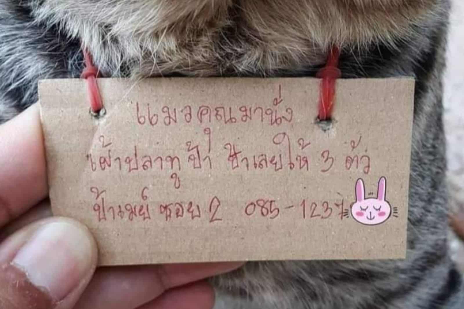 sign on adventurous cat's collar