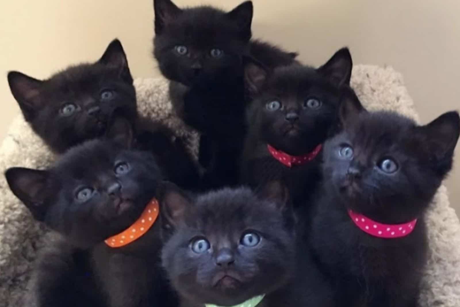 six cute kittens