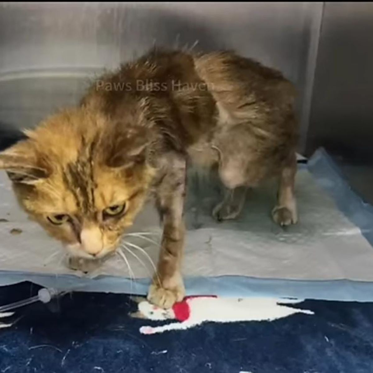 skinny abandoned cat