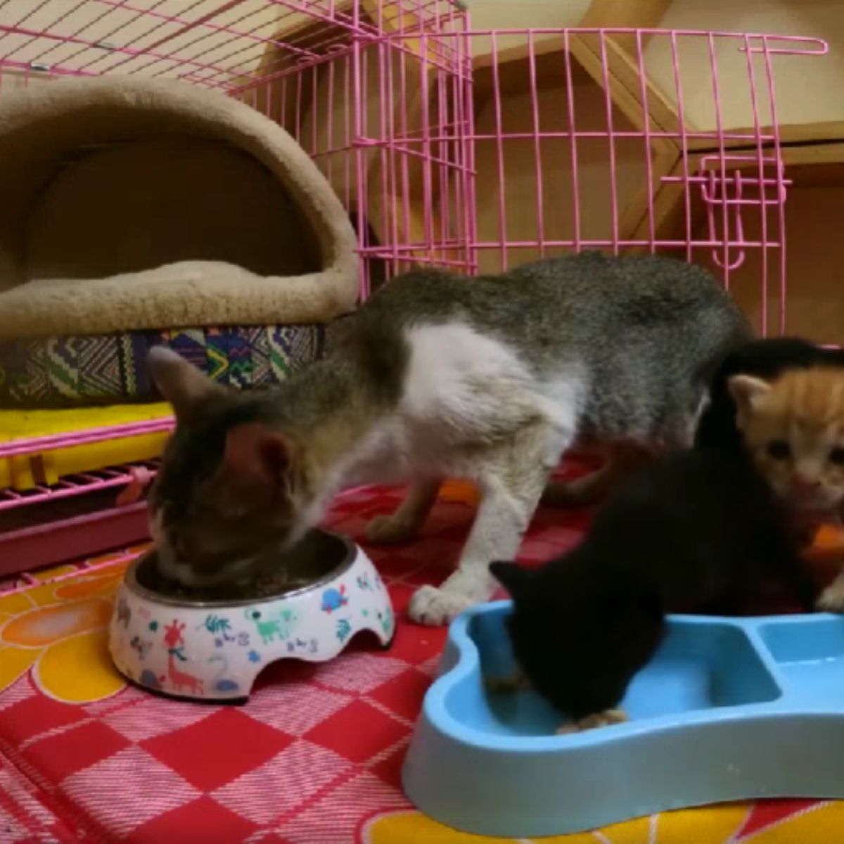 skinny cat eating from a bowl