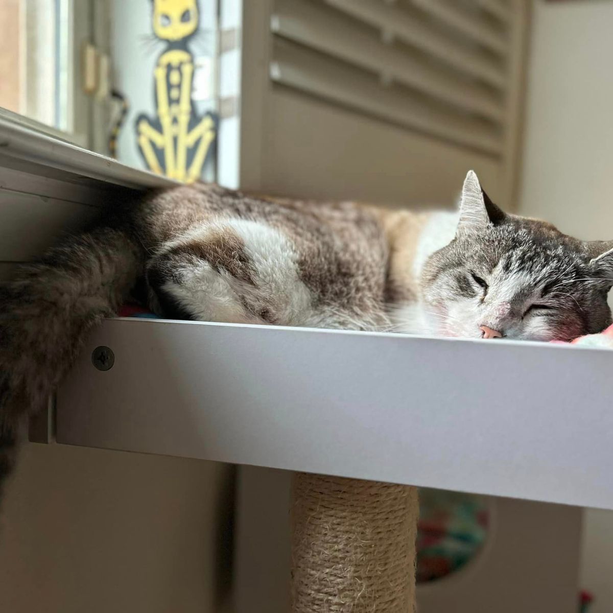 sleeping cat