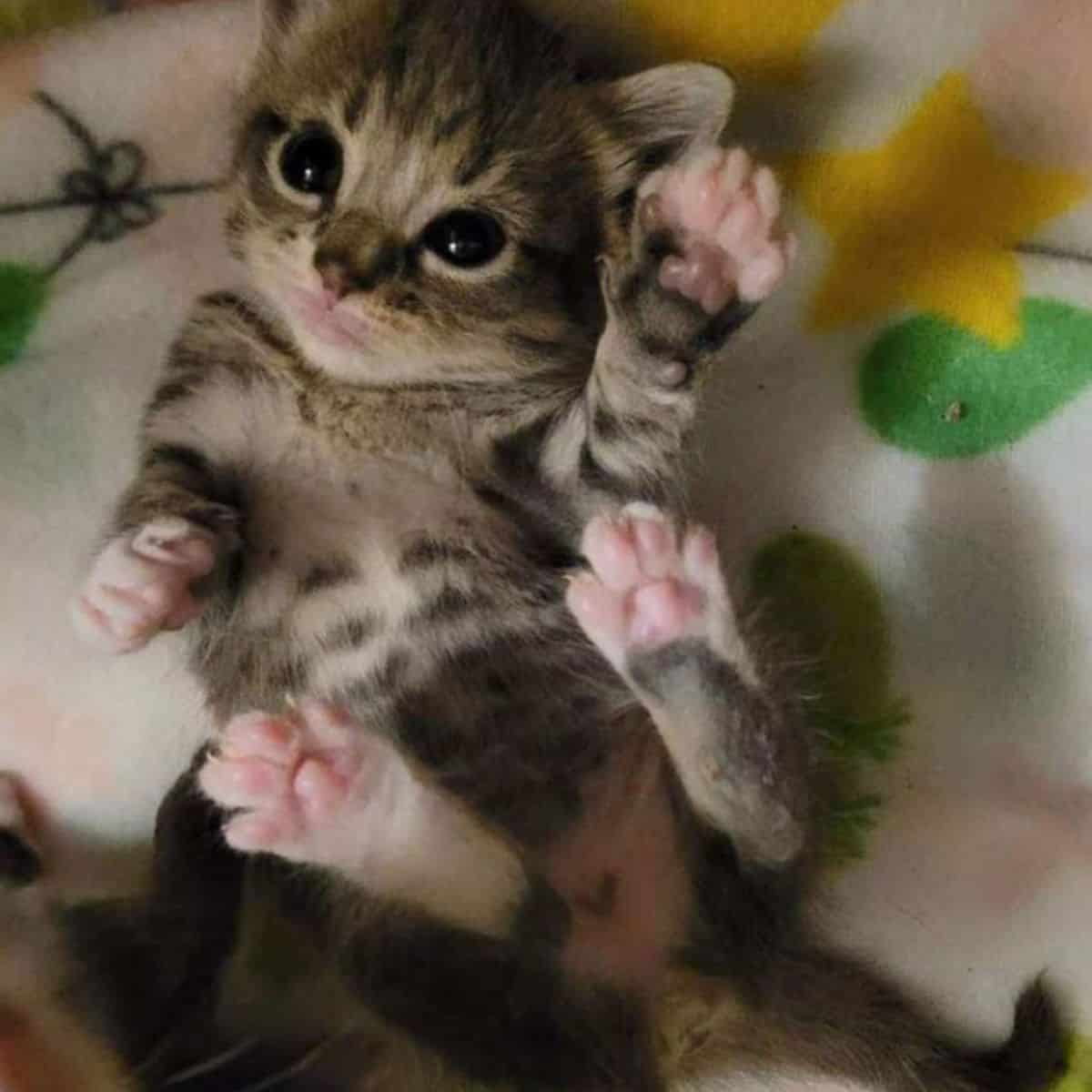 small kitten lying on its back, on a blanket