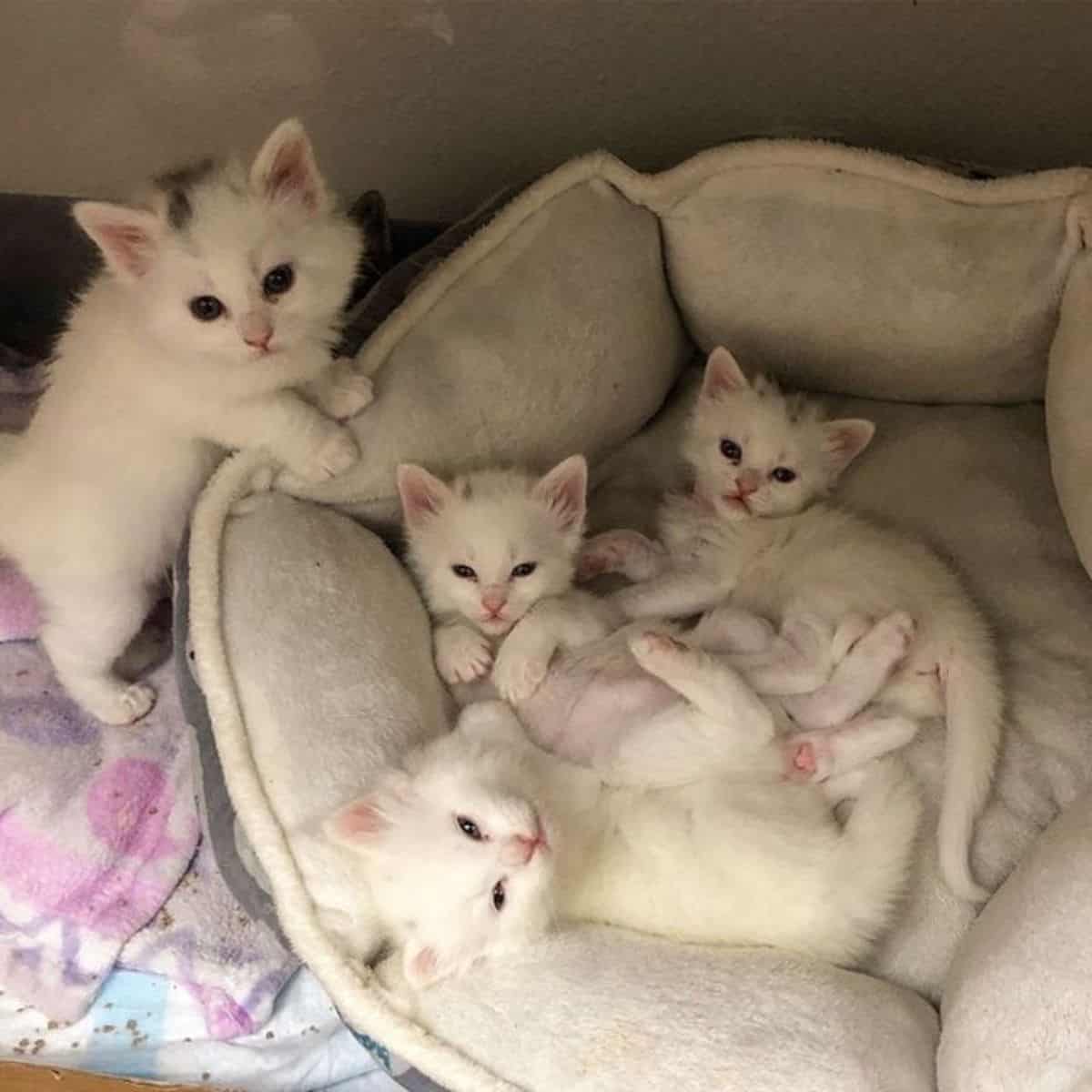 small kittens lying down in a white cat bed