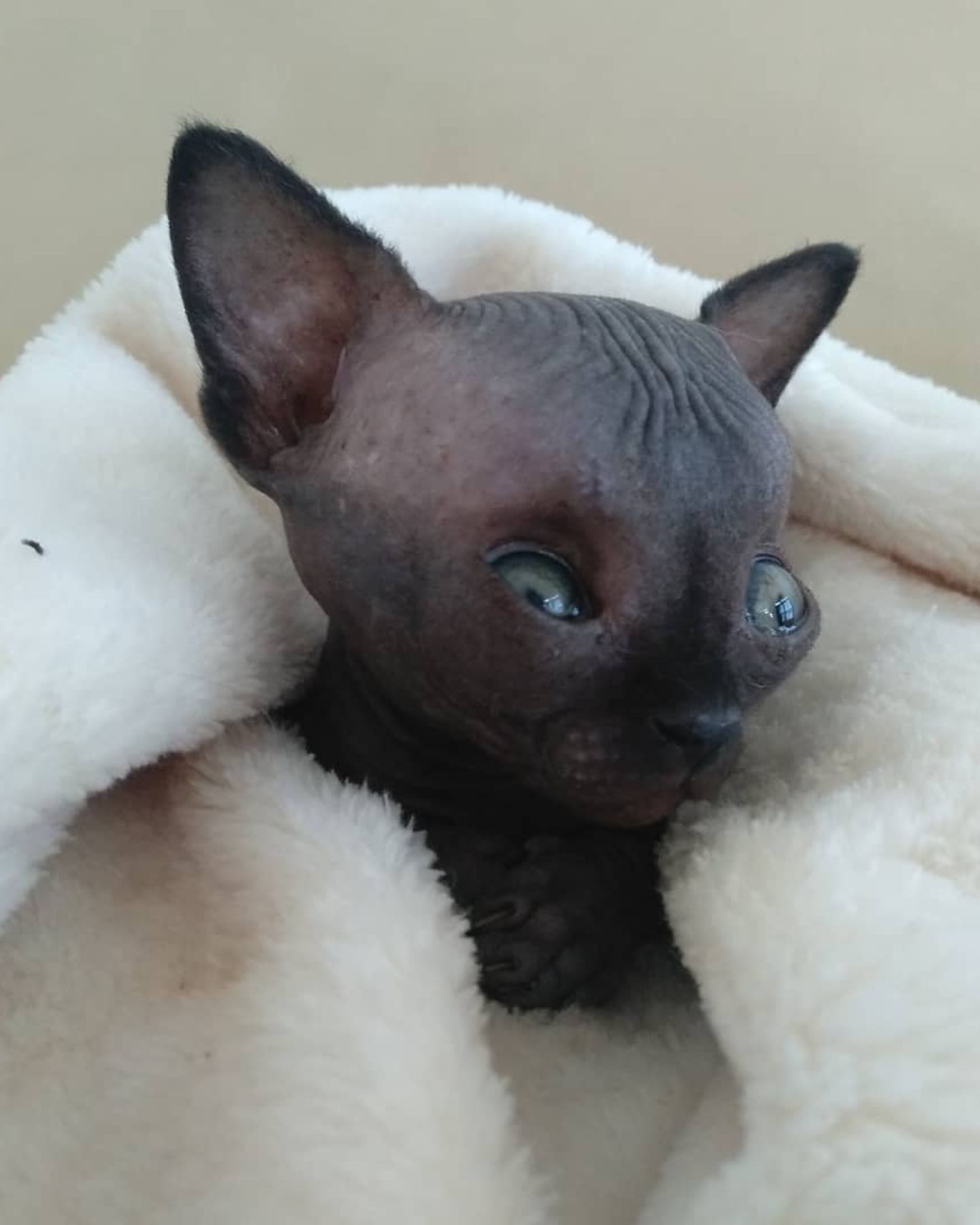 sphynx cat wrapped in a blanket