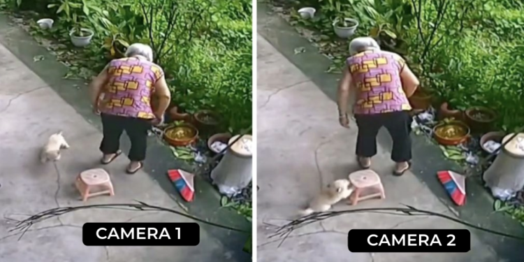 Tiny Dog Assists Elderly Woman To Take a Seat