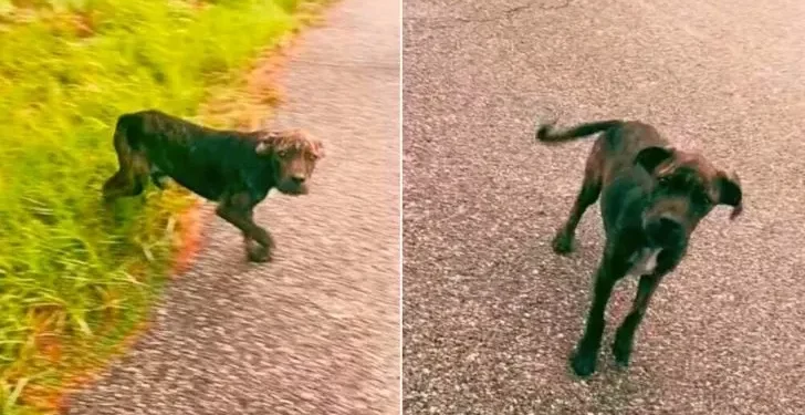 Lost Pup Stops Woman’s Vehicle, Guides Her to Someone in Need