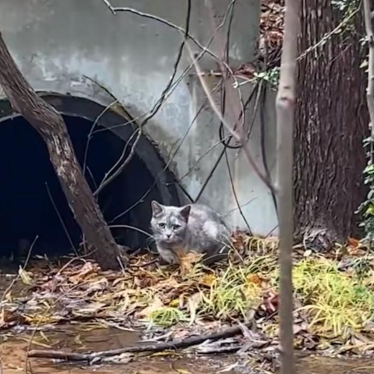 stray cat by drainage pipe