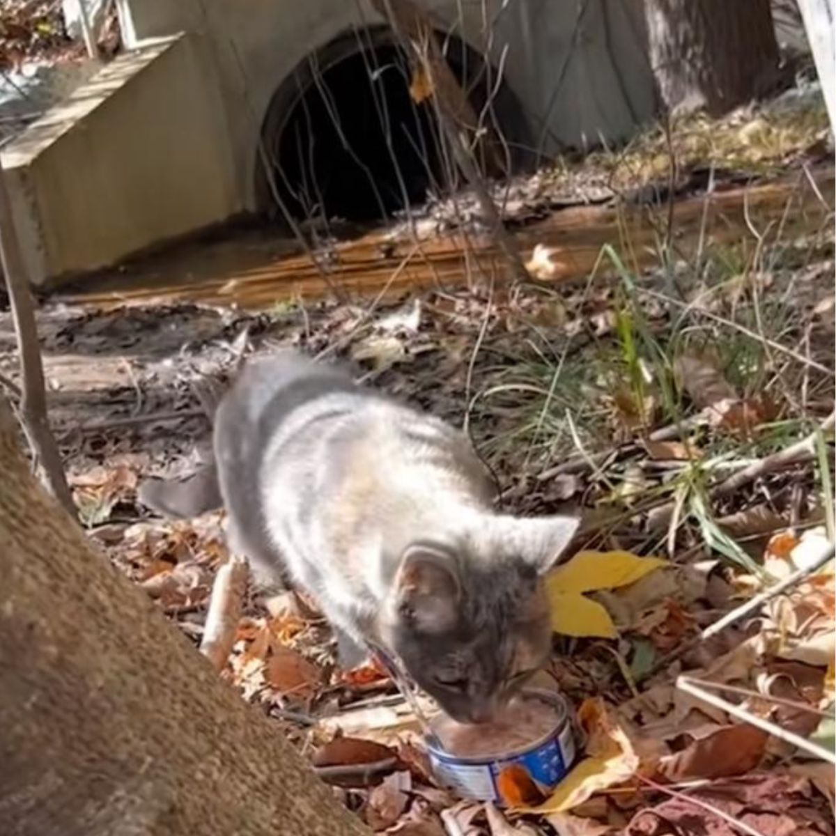 stray cat eating