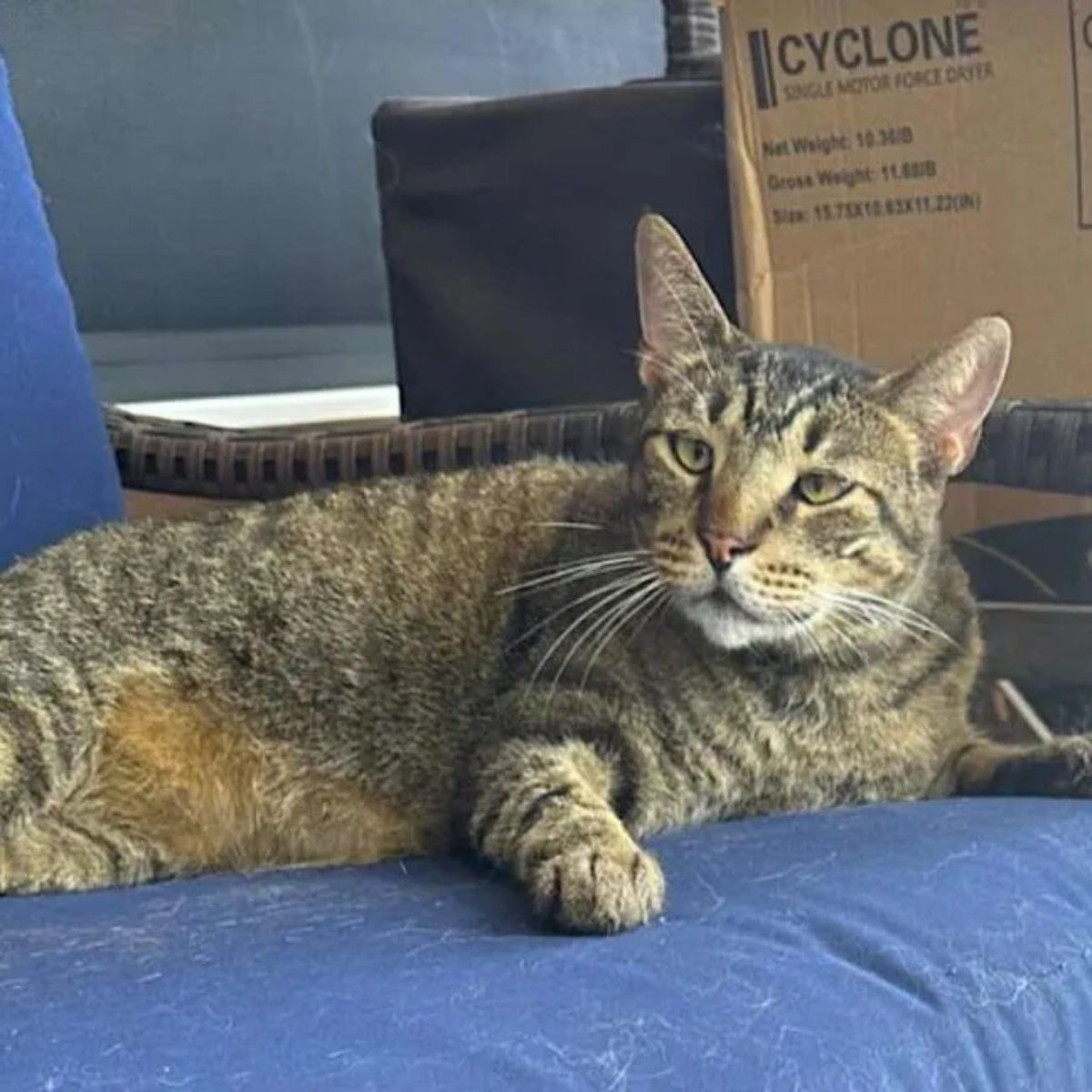 stray cat lying in a chair