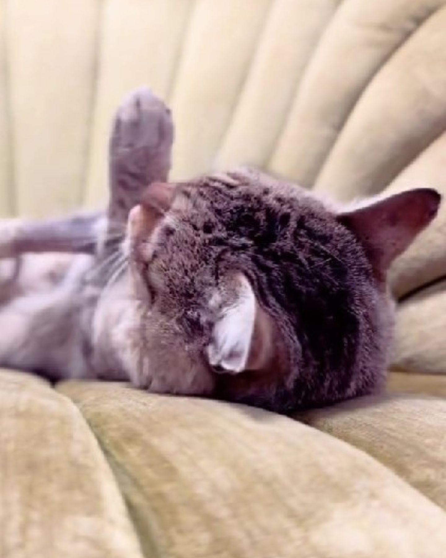 stray cat lying on chair for the first time