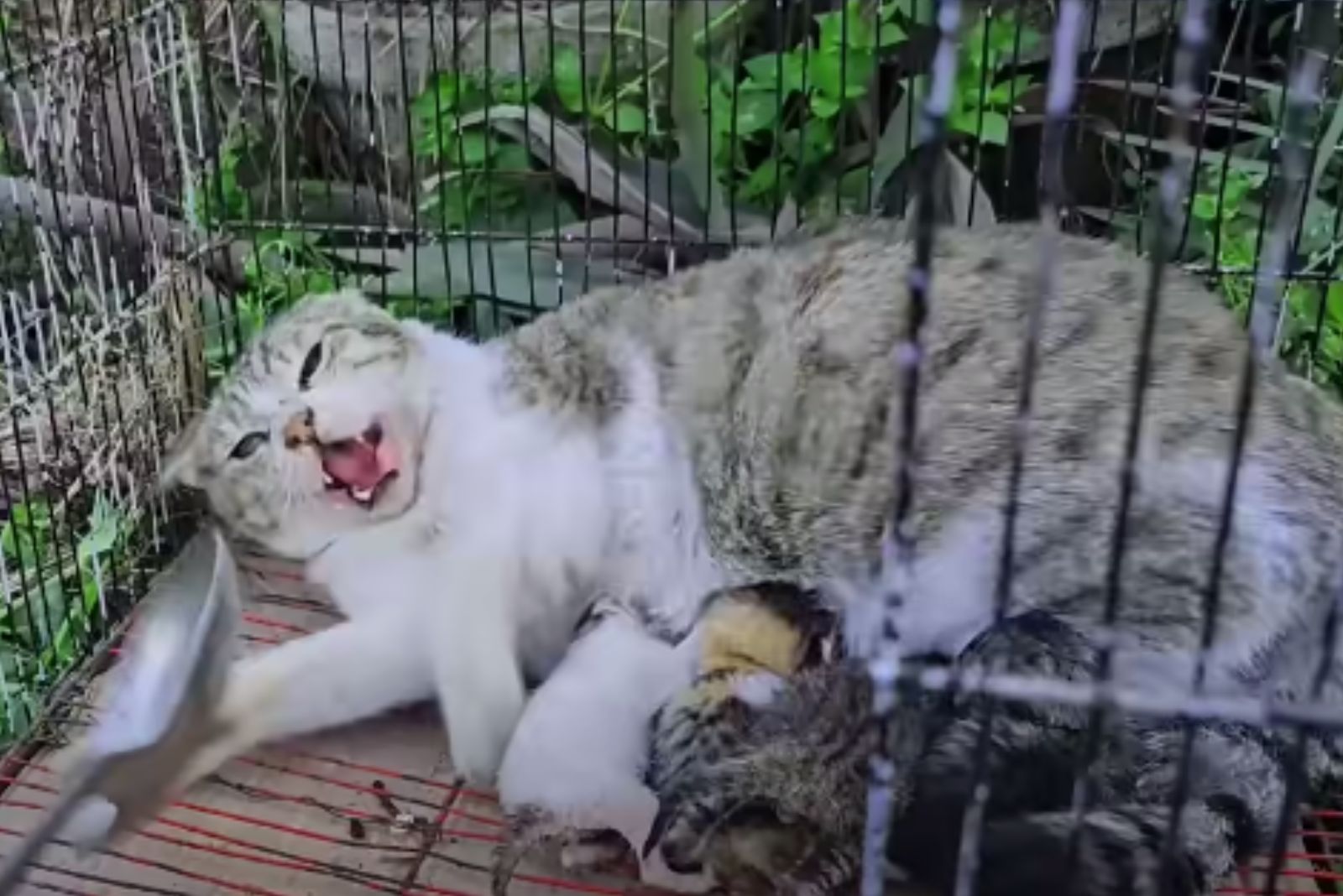 stray cat nursing kittens