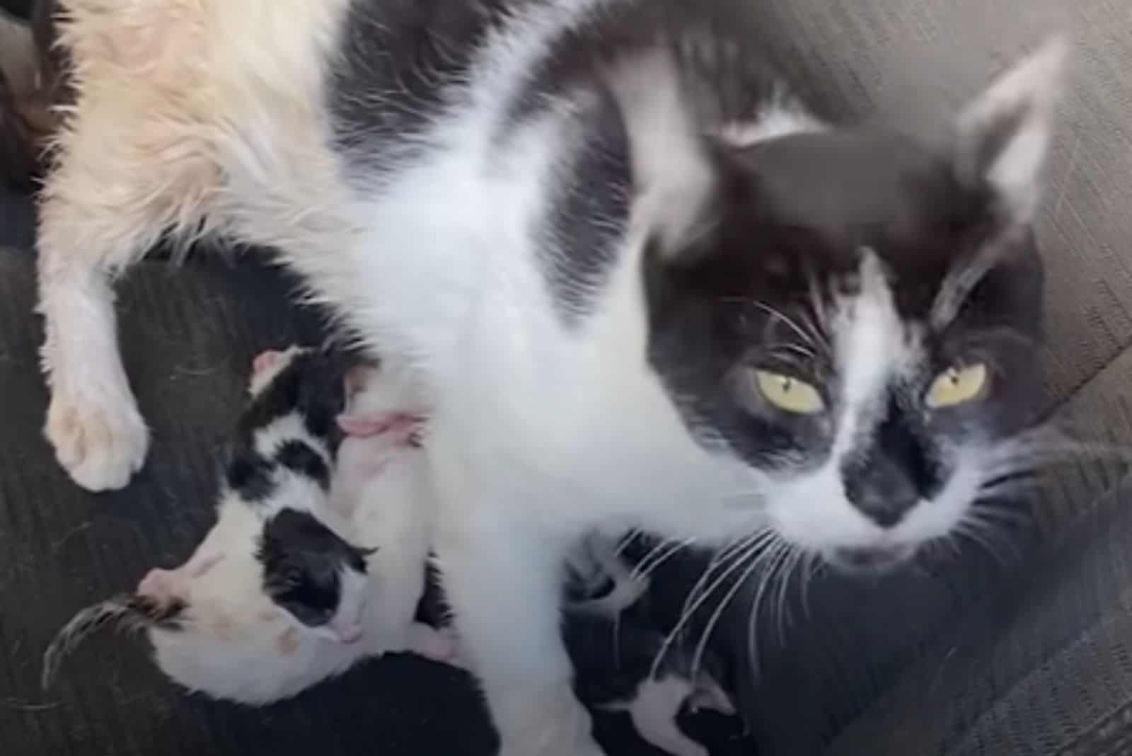 stray cat standing above her kittens