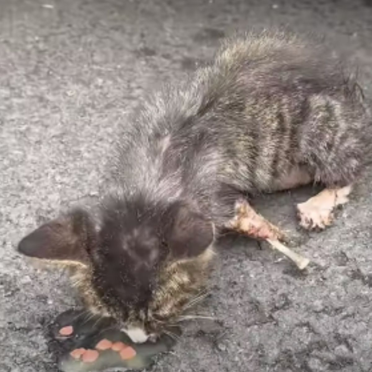 stray kitten eating