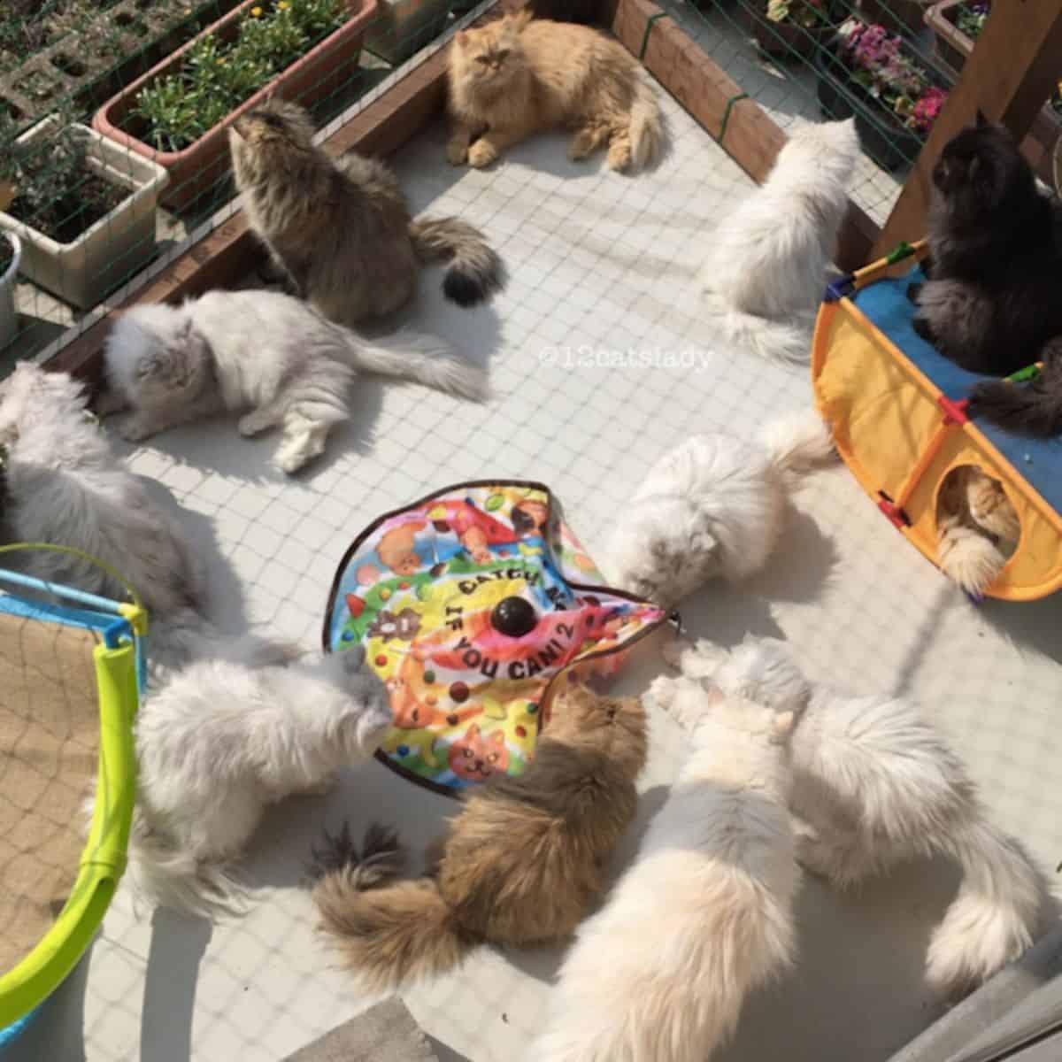 stunning persian cats in the garden