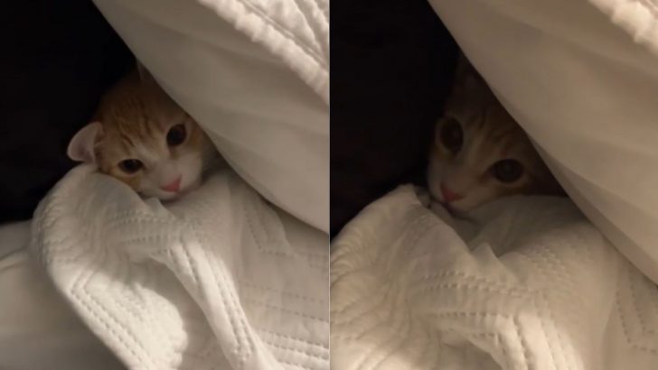 Kitten Has An Emotional Meltdown Every Time His Owner Does This