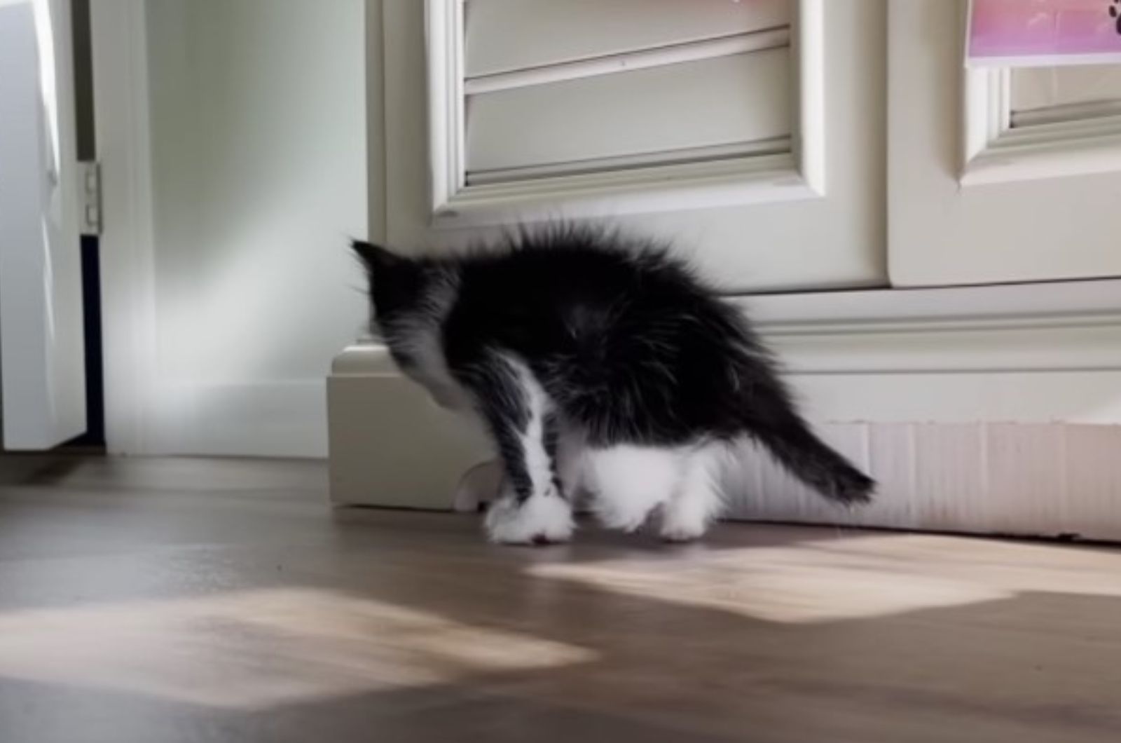 sweet black and white kitten