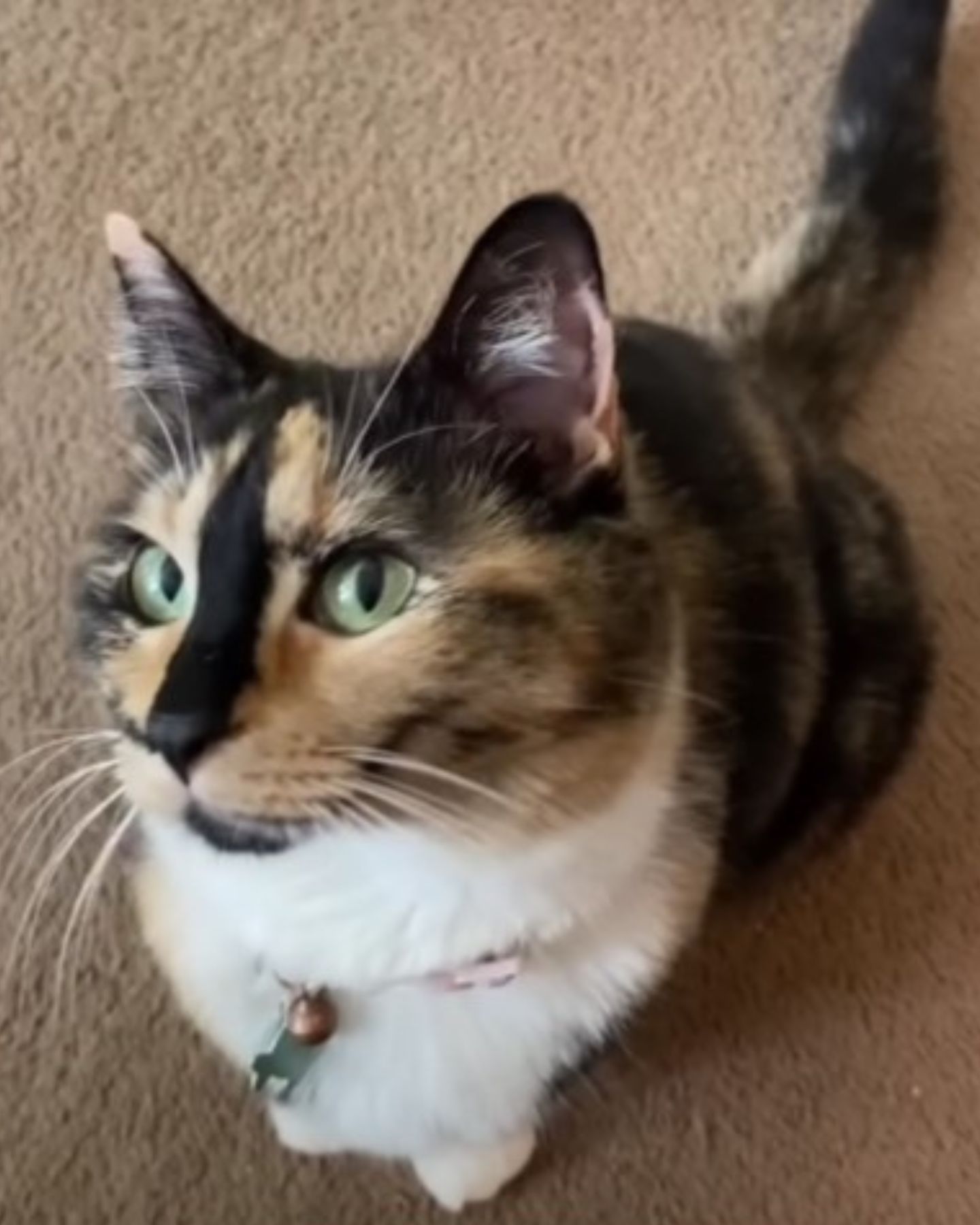 sweet cat sitting on a rug