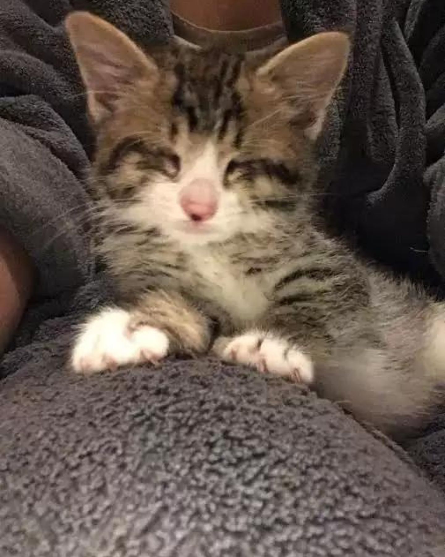 sweet tabby kitten