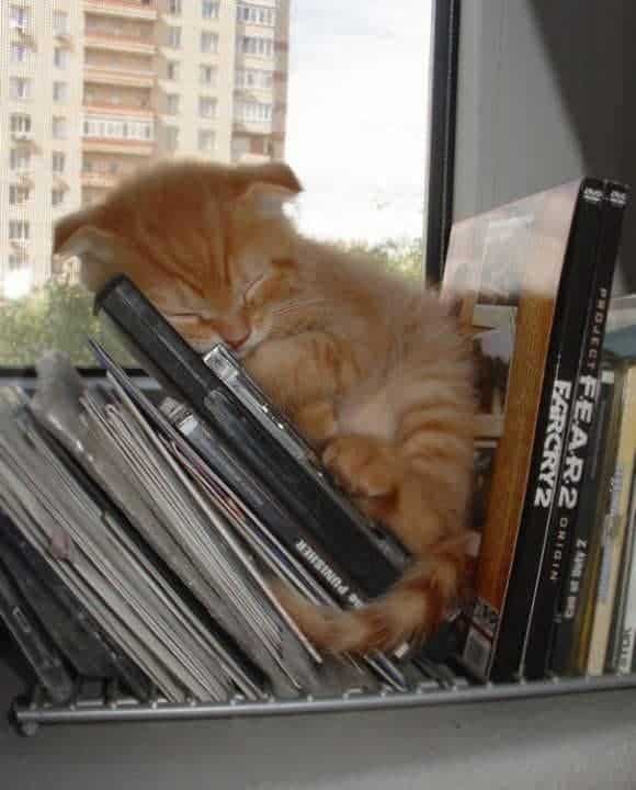 sweet yellow kitten sleeping among CDs