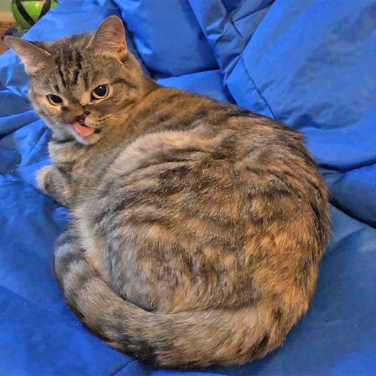 tabby cat lying on blue cover